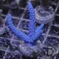 Preview: Acropora Blau